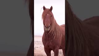 🐎Majestuosos animales✨🌟animales animals fauna naturaleza caballos horses [upl. by Chaffin]