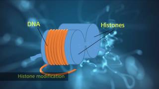 Histone Modification [upl. by Edmondo]