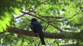 Elegant Trogon Puerto Vallarta Mexico [upl. by Hilel319]