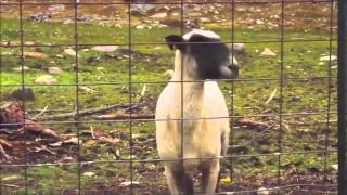 ultimate goat screaming like human [upl. by Bobina422]