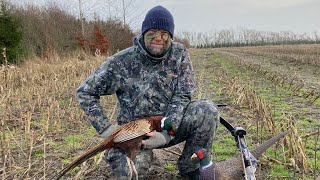 Traditional bowhunting for pheasant´s  Pheasant hunting from a blind done turkey style [upl. by Mackenie]