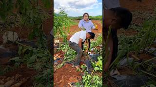 Sweet Potatoes 🍠🍠 Harvesting from Farm With Rural Farmer Activites 👍 shorts youtubeshorts [upl. by Iris]