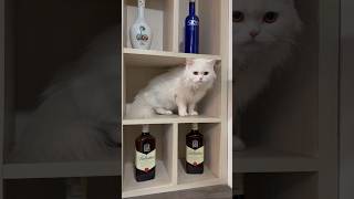 Rani ne VODKA pii li 🤪ashortaday tranding cat minivlog viralshort [upl. by Nodnrb]