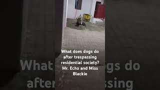 What does dogs do after trespassing residential society Mr Echo and Miss Blackie dogtivities [upl. by Musa]