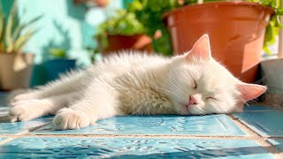 Cat Music Tranquil Lullabies to Soothe Your Cats Nerves  Deep Sleep Music for Cats amp Kittens [upl. by Antipus]