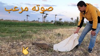 اطلاق سراح النمس المصرى فى البريةHerpestes ichneumon مع احمد الدكرونى [upl. by Adnavoj]