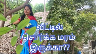 சொர்க்க மரம்  லட்சுமி மரம்  Simarouba tree  சிமரூபா மரம் பயன்கள் [upl. by Marashio]