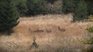 Rotwild Drückjagd in der Eifel  Jagdkrone [upl. by Primaveria]