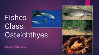 Fishes  Class Osteichthyes  Subclasses Sarcopterygii and Actinopterygii  Lungfishes [upl. by Housen595]