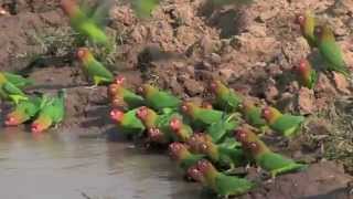 Kaingo Camp Walking Safari  South Luangwa National Park  Zambia  Expert Africa [upl. by Bilak]