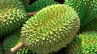 Durian Season in Singapore [upl. by Alilak926]