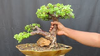 Jade Bonsai How to Create Thick Trunk [upl. by Pauline320]