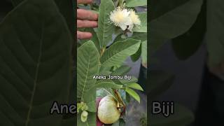 review produk bibit jambu farang non biji spillproduk shopee [upl. by Hearn]