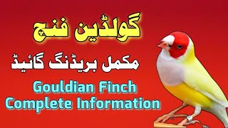 Gouldian finch Breeding  gouldian finch male and female [upl. by Rats]