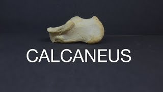 CALCANEUS [upl. by Ave]