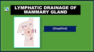 Lymphatic Drainage of Breast Mammary Gland  Anatomy Important Topic [upl. by Gnart969]