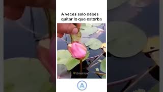 Exacto motivation funnyvideos fauna flora flowers [upl. by Loos]