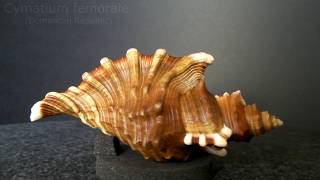 GklinShells  Superb shapes amp sculpture of marine gastropods [upl. by Riay]