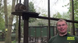 Scottish Wildcats at Shepreth Wildlife Park [upl. by Elolcin]