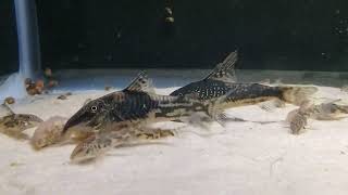 S barbatus pair feeding with juveniles [upl. by Aschim807]