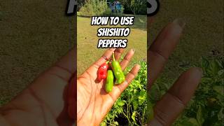 You Wont Believe How I Use Shishito Peppers 🤯🌶 [upl. by Arised]