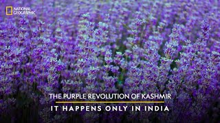 The Purple Revolution of Kashmir  It Happens Only in India  National Geographic [upl. by Hume]