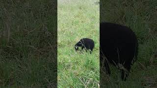 Lamb  Young Black Ouessant Sheep 🐑 [upl. by Madanhoj]