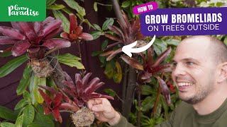 How to grow tropical Bromeliads on garden trees [upl. by Aneloj]