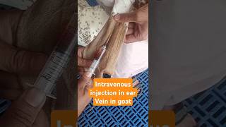 Intravenous injection in ear vein in goat goatfarm veterinary music animals love shortvideo [upl. by Cicero]