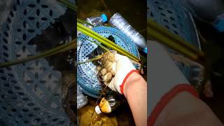 Catching Fish at Night Really Amazing 😋😋🎣🐟🐠 youtubeshorts amazing fish [upl. by Gathard]