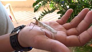 Insecto Mantis  Puerto Rico [upl. by Deenya507]