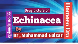 Echinacea  Drug picture  in Homoeo Era  episode no 35  By Dr Muhammad Gulzar drugpicture [upl. by Kari449]