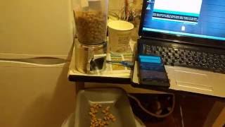 Pet feeder using Arduino  Blynk app  esp8266 [upl. by Novaat]