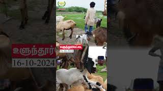 Ulundurpet Goat Market goat shortvideo shorts [upl. by Schroer]