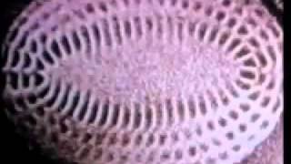 Cymatics Sound Vibration Creates Form In Our Universe [upl. by Eirene688]