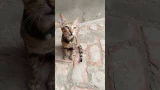 trending video catlover [upl. by Fellner]