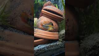 🐠 Apistogramma macmasteri waterspeaks chakakhan [upl. by Yzzo760]