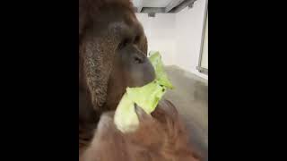 Orangutan ASMR [upl. by Arte]