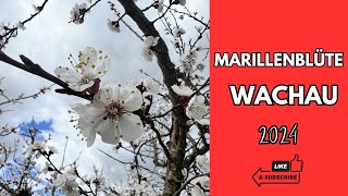 Eindrücke zur Marillenblüte Wachau 2024 [upl. by Rebel]