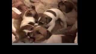 cute funny puppies jack russell [upl. by Raina133]