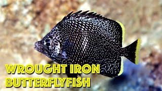 Wrought Iron Butterflyfish [upl. by Karyl652]