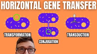 Horizontal Gene Transfer Transformation Conjugation Transduction [upl. by Ynatsed]