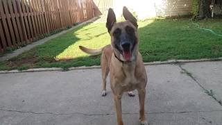 Before You Get A Belgian Malinois WATCH THIS [upl. by Ahsilat225]