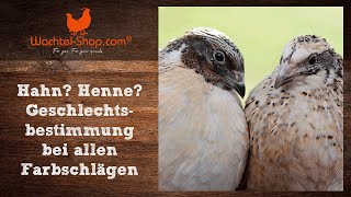 Hahn Henne Geschlechtsbestimmung bei Legewachteln inkl Kloakentest [upl. by Enelez707]