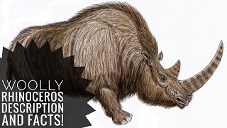 Woolly rhinoceros  Description and Facts [upl. by Arahas]