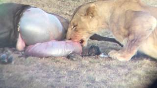 Lioness Eating Unborn Wildebeest [upl. by Herschel]