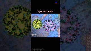 Lysosome Function short intro  cytology [upl. by Fernand444]