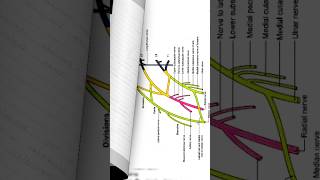 Brachial flexes anatomy short note 🔥brachialplexus brachialplexusinjury anatomy [upl. by Wsan]