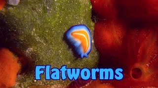 Flatworms  Turbellaria  Strudelwürmer [upl. by Masao152]