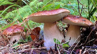 PORCINI➖Agosto tempo di edulis ⏰⏰ [upl. by Ttehr]